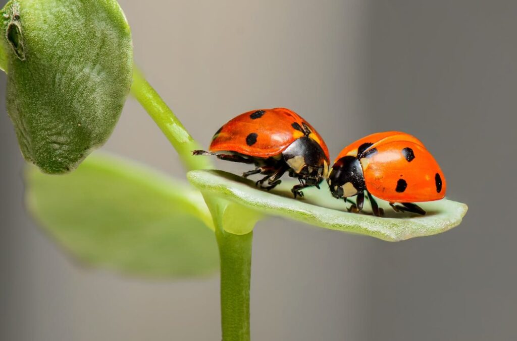 two ladybugs next to each other in a sheet